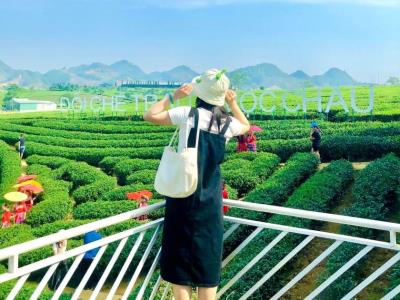 Top 10 đồi chè đẹp nhất Mộc Châu 2025
